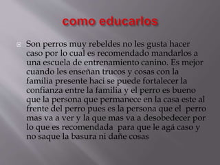  Son perros muy rebeldes no les gusta hacer
caso por lo cual es recomendado mandarlos a
una escuela de entrenamiento canino. Es mejor
cuando les enseñan trucos y cosas con la
familia presente haci se puede fortalecer la
confianza entre la familia y el perro es bueno
que la persona que permanece en la casa este al
frente del perro pues es la persona que el perro
mas va a ver y la que mas va a desobedecer por
lo que es recomendada para que le agá caso y
no saque la basura ni dañe cosas
 