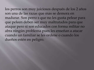 los perros son muy juiciosos después de los 2 años
son una de las razas que mas se demora en
madurar. Son perro s que no les gusta pelear para
que peleen deben ser muy maltratados para que
ataque pero si son educados con forma militar no
abra ningún problema pues les enseñan a atacar
cuando un familiar se les ordene o cuando los
dueños estén en peligro.
 
