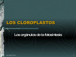 LOS CLOROPLASTOS Los orgánulos de la fotosíntesis