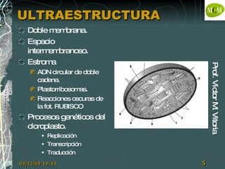 ULTRAESTRUCTURA Doble membrana. Espacio intermembranoso. Estroma ADN circular de doble cadena. Plastorribosomas. Reacciones oscuras de la fot. RUBISCO Procesos genéticos del cloroplasto. Replicación Transcripción Traducción