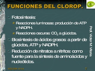 FUNCIONES DEL CLOROP. Fotosíntesis: Reacciones luminosas: producción de ATP y NADPH. Reacciones oscuras: CO 2 a glúcidos. Biosíntesis de ácidos grasos: a partir de glúcidos, ATP y NADPH. Reducción de nitratos a nitritos: como fuente para la síntesis de aminoácidos y nucleótidos.