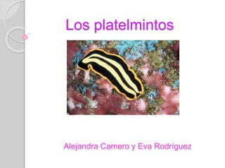 Los platelmintos 
Alejandra Camero y Eva Rodríguez 
 