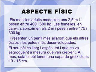 ASPECTE FÍSIC Els mascles adults medeixen uns 2,5 m i pesen entre 400 i 600 kg.  Les femelles, en canvi, s'aproximen als 2 m i pesen entre 175 i 300 kg. 