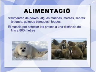 El seu pèl és llarg i espès, tot i que es va esgrogueint a mesura que van creixent. A més, sota el pèl tenen una capa de greix d'uns 10 - 15 cm. 