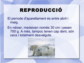 HÀBITAT Les principals poblacions d'óssos blancs es troben en zones polars: illa de Wrangel i oest d'Alaska 