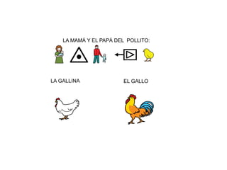 LA MAMÁ Y EL PAPÁ DEL POLLITO:
LA GALLINA EL GALLO