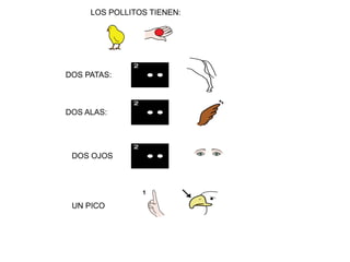 LOS POLLITOS TIENEN:
DOS PATAS:
DOS ALAS:
DOS OJOS
UN PICO
