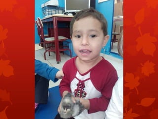 Los pollitos de rocío r