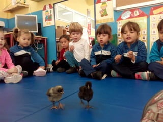 Los pollitos de rocío r