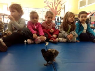 Los pollitos de rocío r