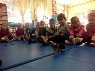 Los pollitos de rocío r