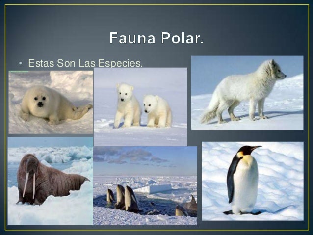 Download 900 Gambar Fauna Polos Keren Gratis