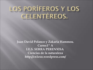 Los poríferos y los celentéreos. Juan David Polanco y Zakaria Hammou. Curso:1º A I.E.S. SERRA PERENXISA  Ciencias de la naturaleza http://cn1eso.wordpress.com/ 