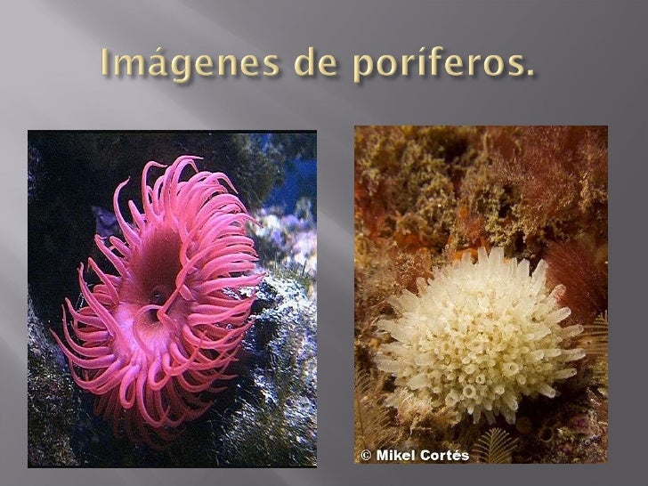 Los poríferos y los celentéreos