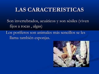 LAS CARACTERISTICASLAS CARACTERISTICAS
Son invertebrados, acuáticos y son sésiles (vivenSon invertebrados, acuáticos y son sésiles (viven
fijos a rocas , algas)fijos a rocas , algas)
Los poríferos son animales más sencillos se lesLos poríferos son animales más sencillos se les
llama también esponjas.llama también esponjas.