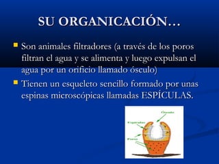 SU ORGANICACIÓN…SU ORGANICACIÓN…
Son animales filtradores (a través de los porosSon animales filtradores (a través de los poros
filtran el agua y se alimenta y luego expulsan elfiltran el agua y se alimenta y luego expulsan el
agua por un orificio llamado ósculo)agua por un orificio llamado ósculo)
Tienen un esqueleto sencillo formado por unasTienen un esqueleto sencillo formado por unas
espinas microscópicas llamadas ESPÍCULAS.espinas microscópicas llamadas ESPÍCULAS.