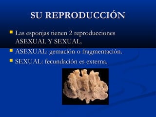 SU REPRODUCCIÓNSU REPRODUCCIÓN
Las esponjas tienen 2 reproduccionesLas esponjas tienen 2 reproducciones
ASEXUAL Y SEXUAL.ASEXUAL Y SEXUAL.
ASEXUAL: gemación o fragmentación.ASEXUAL: gemación o fragmentación.
SEXUAL: fecundación es externa.SEXUAL: fecundación es externa.