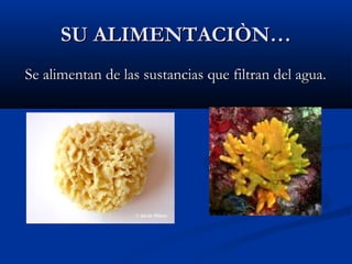 SU ALIMENTACIÒN…SU ALIMENTACIÒN…
Se alimentan de las sustancias que filtran del agua.Se alimentan de las sustancias que filtran del agua.