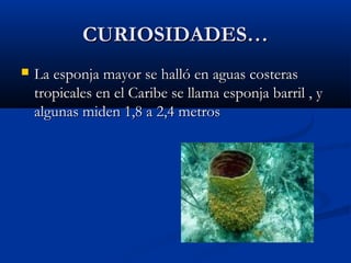 CURIOSIDADES…CURIOSIDADES…
La esponja mayor se halló en aguas costerasLa esponja mayor se halló en aguas costeras
tropicales en el Caribe se llama esponja barril , ytropicales en el Caribe se llama esponja barril , y
algunas miden 1,8 a 2,4 metrosalgunas miden 1,8 a 2,4 metros