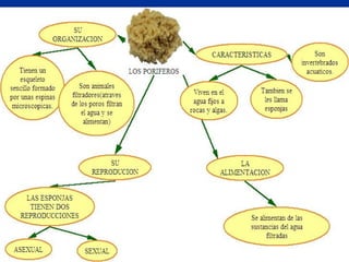 Los poriferos