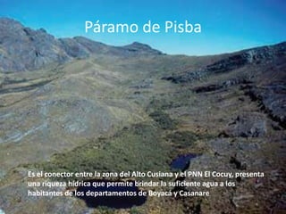 Páramo de PisbaEs el conector entre la zona del Alto Cusiana y el PNN El Cocuy, presenta una riqueza hídrica que permite brindar la suficiente agua a los habitantes de los departamentos de Boyacá y Casanare