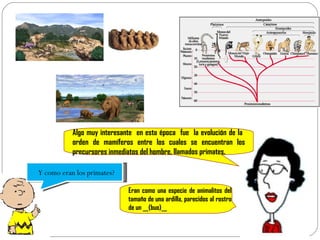 Algo muy interesante  en esta época  fue  la evolución de la  orden de mamíferos entre los cuales se encuentran los precursores inmediatos del hombre, llamados primates. Y como eran los primates? Eran como una especie de animalitos del tamaño de una ardilla, parecidos al rostro de un __(buo)__ 