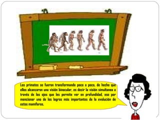 Los primates se fueron transformando poco a poco, de hecho que ellos alcanzaron una visión binocular, es decir la visión simultanea a través de los ojos que les permite ver en profundidad, eso por mencionar uno de los logros más importantes de la evolución de estos mamíferos. 