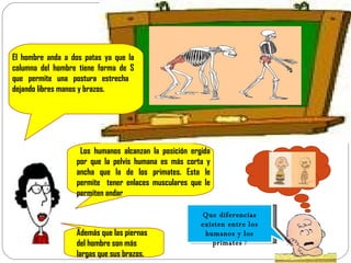 Que diferencias existen entre los humanos y los primates  ? El hombre anda a dos patas ya que la columna del hombre tiene forma de S que permite una postura estrecha  dejando libres manos y brazos.  Los humanos alcanzan la posición ergida por que la pelvis humana es más corta y ancha que la de los primates. Esta le permite  tener enlaces musculares que le permiten andar Además que las piernas del hombre son más largas que sus brazos. 