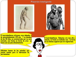 El Australopithecus africanus eran delgados y de aproximadamente 1.20 mts.  Y no pasaban de los 30 kilos, se caracterizaba por su cara estrecha, una frente en forma de arco  se movia con sus pies eficientemente. El Australopithecus  Robustus; era mas alto y robusto, su frente se inclinaba mas , la forma de sus dientes sugieren que era vegetariano. Utilizaban huesos de los animales que aveces comian para la fabricacion de herramientas 