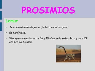 Prosimios Los primates | ODP