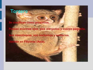 Prosimios Los primates | ODP