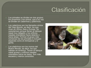 Prosimios Los primates | PPTX