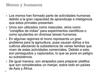 Monos y humanos
 Los monos han formado parte de actividades humanas
debido a la gran capacidad de aprendizaje e inteligencia
que estos primates presentan.
 Unos son utilizados como mascotas, otros como
“conejillos de indias” para experimentos científicos o
como ayudantes en diversas tareas humanas.
 En algunas regiones el mono representa un gran
problema para la agricultura, pues causan daños a los
cultivos afectando la subsistencia de varias familias que
viven de estas actividades comerciales. Debido a esto,
son perseguidos y capturados, lo que se pone en peligro
su subsistencia.
 De igual manera, son atrapados para preparar platillos
que son considerados un manjar, sobre todo en países
de Asia y África.
 