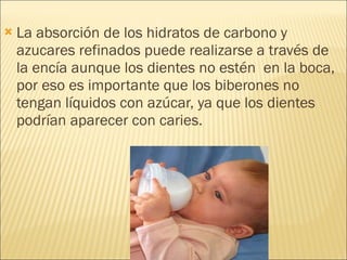 La absorción de los hidratos de carbono y azucares refinados puede realizarse a través de la encía aunque los dientes no estén  en la boca, por eso es importante que los biberones no tengan líquidos con azúcar, ya que los dientes podrían aparecer con caries.  