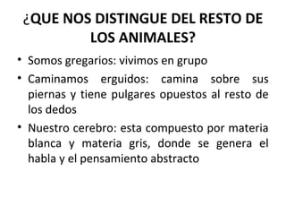¿QUE NOS DISTINGUE DEL RESTO DE
LOS ANIMALES?
• Somos gregarios: vivimos en grupo
• Caminamos erguidos: camina sobre sus
piernas y tiene pulgares opuestos al resto de
los dedos
• Nuestro cerebro: esta compuesto por materia
blanca y materia gris, donde se genera el
habla y el pensamiento abstracto
 