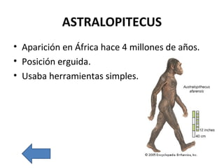 ASTRALOPITECUS
• Aparición en África hace 4 millones de años.
• Posición erguida.
• Usaba herramientas simples.
 