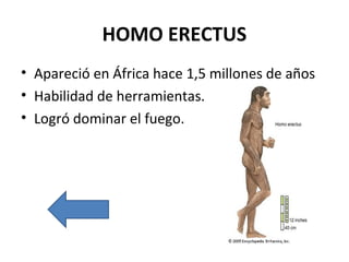HOMO ERECTUS
• Apareció en África hace 1,5 millones de años
• Habilidad de herramientas.
• Logró dominar el fuego.
 