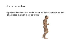 Homo erectus
• Aproximadamente vivió medio millón de año y sus restos se han
encontrado también fuera de África.
 