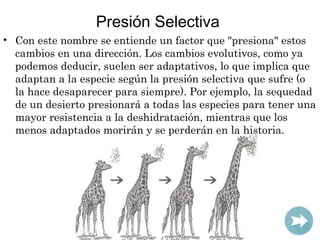 Presión Selectiva
• Con este nombre se entiende un factor que "presiona" estos
cambios en una dirección. Los cambios evolu...
