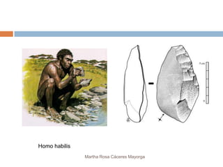 Homo habilis
               Martha Rosa Cáceres Mayorga
 