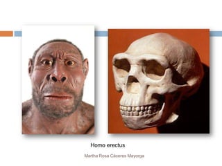 Homo erectus
Martha Rosa Cáceres Mayorga
 