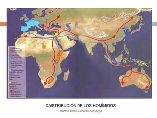 DAISTRIBUCIÓN DE LOS HOMÍMIDOS
      Martha Rosa Cáceres Mayorga
 