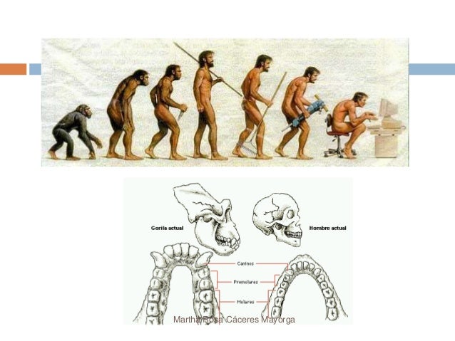 Los primeros seres humanos