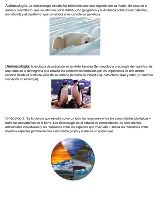 Autoecología: La Autoecología estudia las relaciones una sola especie con su medio. Se basa en el
análisis cuantitativo, que se interesa por la distribución geográfica y la dinámica poblacional (natalidad,
mortalidad) y el cualitativo, que considera a los caracteres genéticos.




Demoecología: la ecología de población es también llamada Demoecología o ecología demográfica, es
una rama de la demografía que estudia las poblaciones formadas por los organismos de una misma
especie desde el punto de vista de su tamaño (número de individuos), estructura (sexo y edad) y dinámica
(variación en el tiempo).




Sinecología: Es la ciencia que estudia como un todo las relaciones entre las comunidades biológicas y
entre los ecosistemas de la tierra. Las Sinecología es el estudio de comunidades, es decir medios
ambientales individuales y las relaciones entre las especies que viven ahí. Estudia las relaciones entre
diversas especies pertenecientes a un mismo grupo y el medio en el que vive.
 
