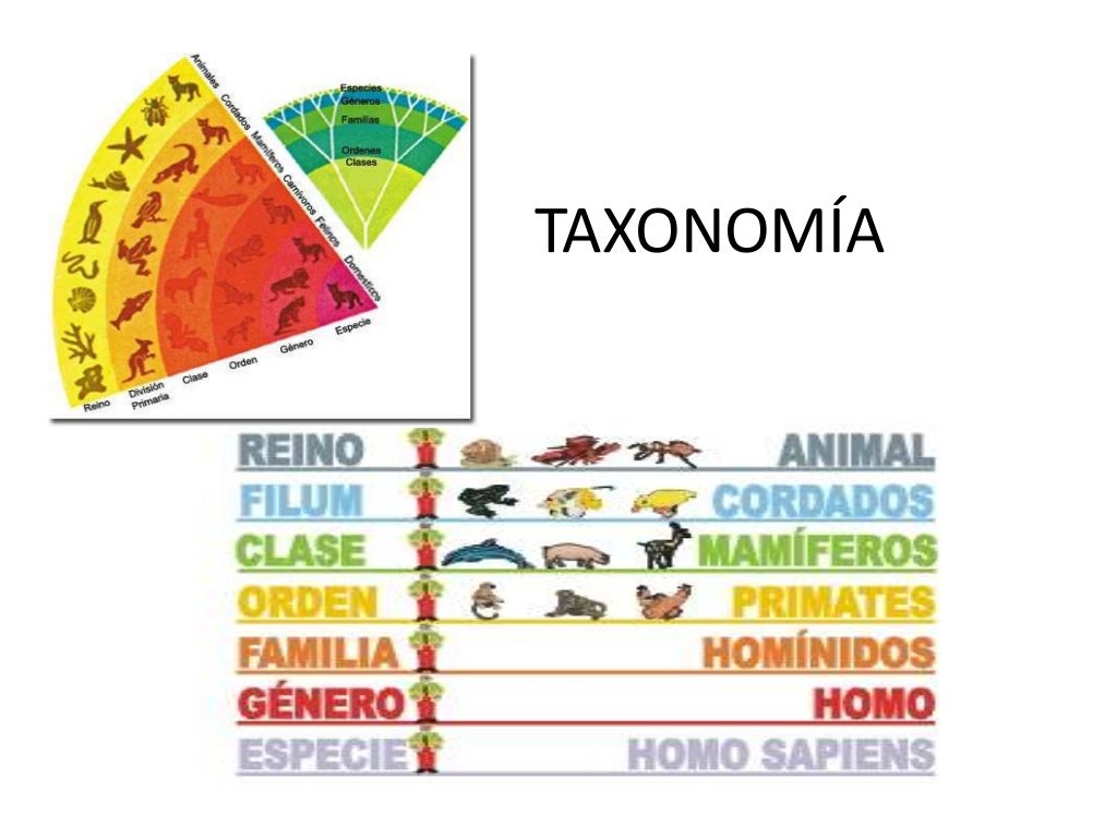 Los principios fundamentales de la taxonomia