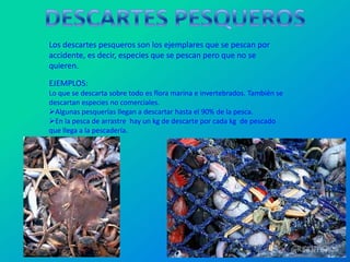 Los descartes pesqueros son los ejemplares que se pescan por
accidente, es decir, especies que se pescan pero que no se
quieren.

EJEMPLOS:
Lo que se descarta sobre todo es flora marina e invertebrados. También se
descartan especies no comerciales.
Algunas pesquerías llegan a descartar hasta el 90% de la pesca.
En la pesca de arrastre hay un kg de descarte por cada kg de pescado
que llega a la pescadería.
 