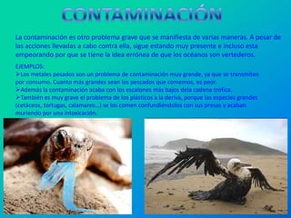 La contaminación es otro problema grave que se manifiesta de varias maneras. A pesar de
las acciones llevadas a cabo contra ella, sigue estando muy presente e incluso esta
empeorando por que se tiene la idea errónea de que los océanos son vertederos.
EJEMPLOS:
Los metales pesados son un problema de contaminación muy grande, ya que se transmiten
por consumo. Cuanto más grandes sean los pescados que comemos, es peor.
Además la contaminación acaba con los escalones más bajos dela cadena trófica.
También es muy grave el problema de los plásticos a la deriva, porque las especies grandes
(cetáceos, tortugas, calamares…) se los comen confundiéndolos con sus presas y acaban
muriendo por una intoxicación.
 