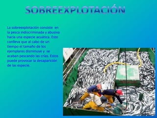 La sobreexplotación consiste en
la pesca indiscriminada y abusiva
hacia una especie acuática. Esto
conlleva que al cabo de un
tiempo el tamaño de los
ejemplares disminuye y se
acaban pescando las crías. Estos
puede provocar la desaparición
de las especie.
 