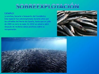 EJEMPLO:
La anchoa, bocarte o boquerón del Cantábrico.
Esta especie fue sobreexplotada durante años por
las cofradías del Norte de España, hasta que en julio
de 2005 se cerro la veda. En 2010 se volvió a abrir
después de recibirse datos positivos sobre su
recuperación.
 