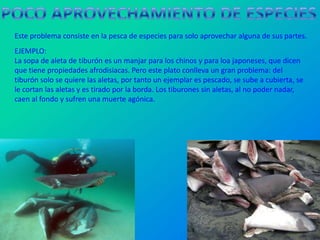 Este problema consiste en la pesca de especies para solo aprovechar alguna de sus partes.
EJEMPLO:
La sopa de aleta de tiburón es un manjar para los chinos y para loa japoneses, que dicen
que tiene propiedades afrodisiacas. Pero este plato conlleva un gran problema: del
tiburón solo se quiere las aletas, por tanto un ejemplar es pescado, se sube a cubierta, se
le cortan las aletas y es tirado por la borda. Los tiburones sin aletas, al no poder nadar,
caen al fondo y sufren una muerte agónica.
 